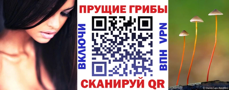закладка  Ухта  Псилоцибиновые грибы мицелий 