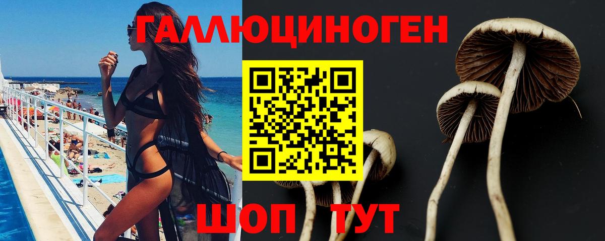 Псилоцибиновые грибы Psilocybe Ухта